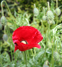 Klatschmohn-1.jpg